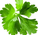 हरा धनिया (Hara Dhania)