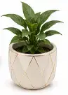 छोटा प्लांट (सजावटी गमले में) — Small Indoor Plant