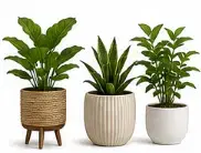 Indoor Plants + Planters — इनडोर प्लांट्स + प्लांटर (Living Room Greens)