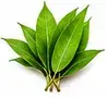 Mango Leaves / Aam Ke Patte — आम के पत्ते (Kalash Topping)