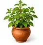 Tulsi Plant — तुलसी (Sacred Basil Plant)