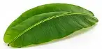 केले का पत्ता (रस्म के लिए) — Banana Leaf